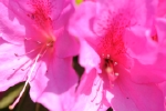 DSC_9630.jpg