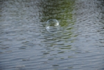 DSC_9702.jpg